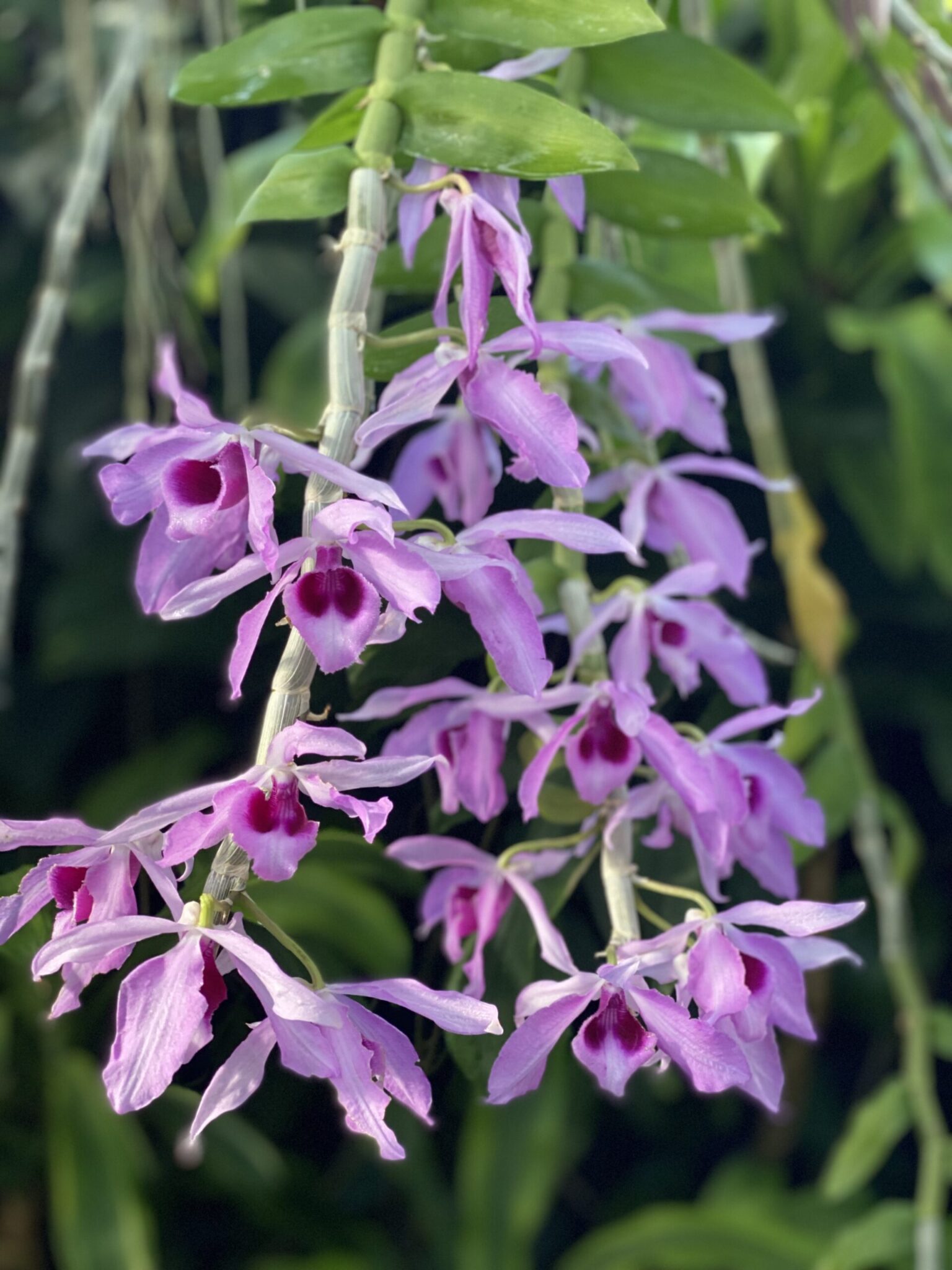 Wisconsin Orchid Show and Sale Mitchell Park Domes Milwaukee Wisconsin