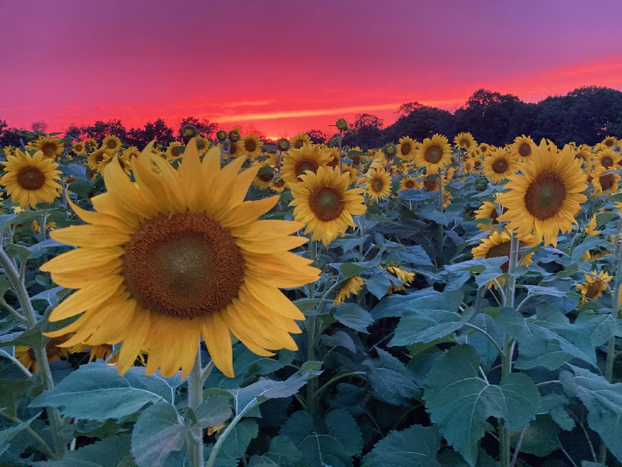 Lannon Sunflower Farm field Wisconsin