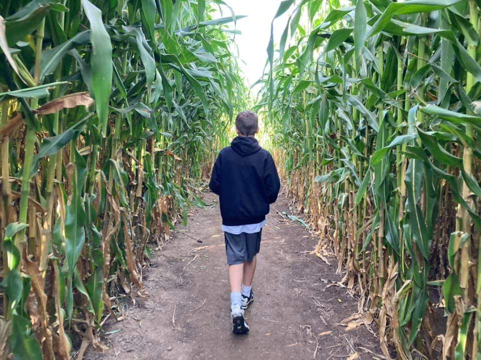 Person walking through a corn maze at Barthel Fruit Farm