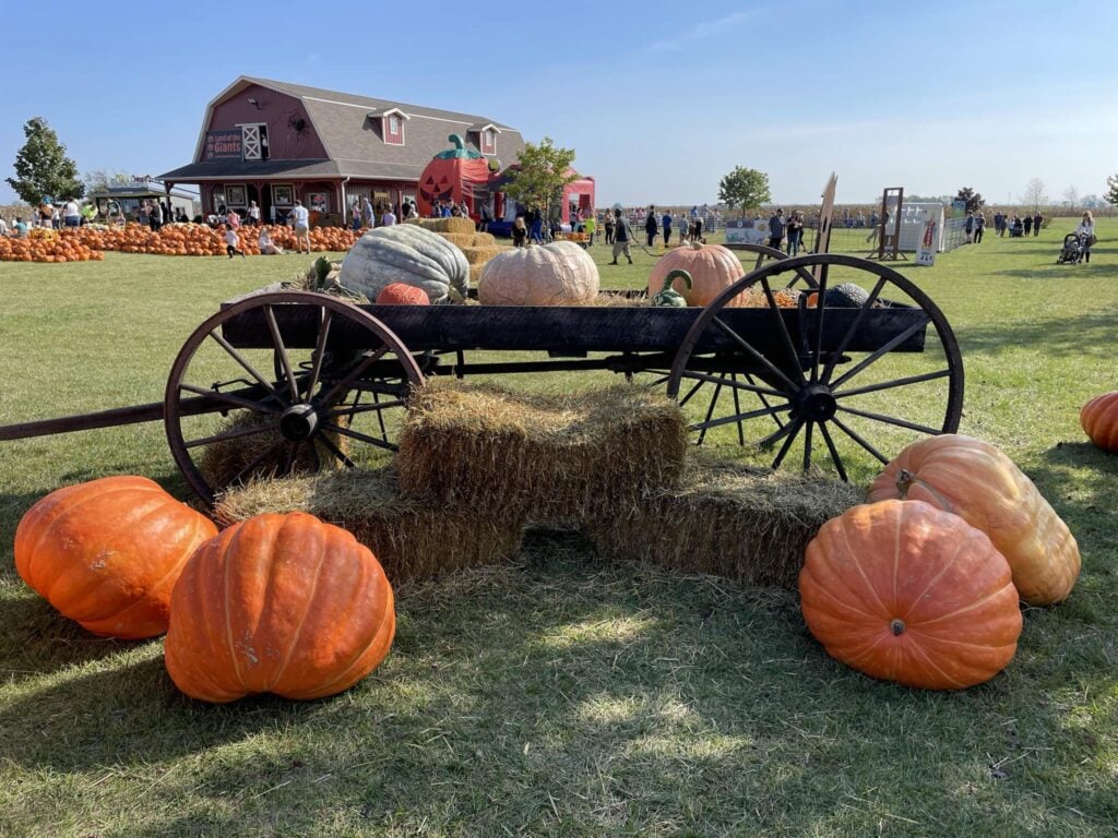 Land of the Giants Pumpkin Farm Sturtevant Wisconsin