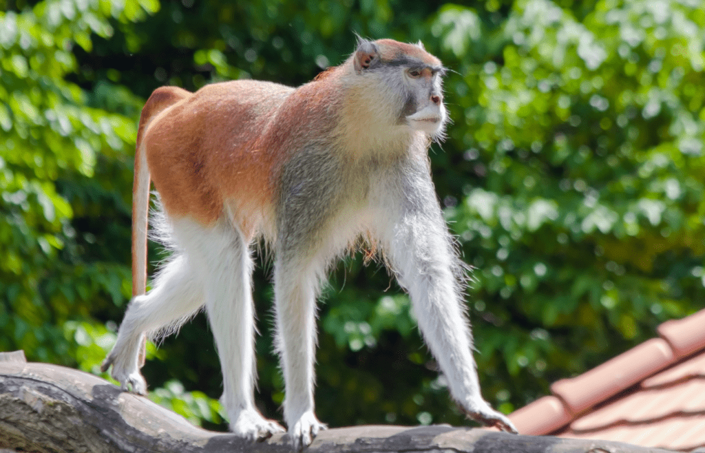 A path monkey walks on a tree branch.