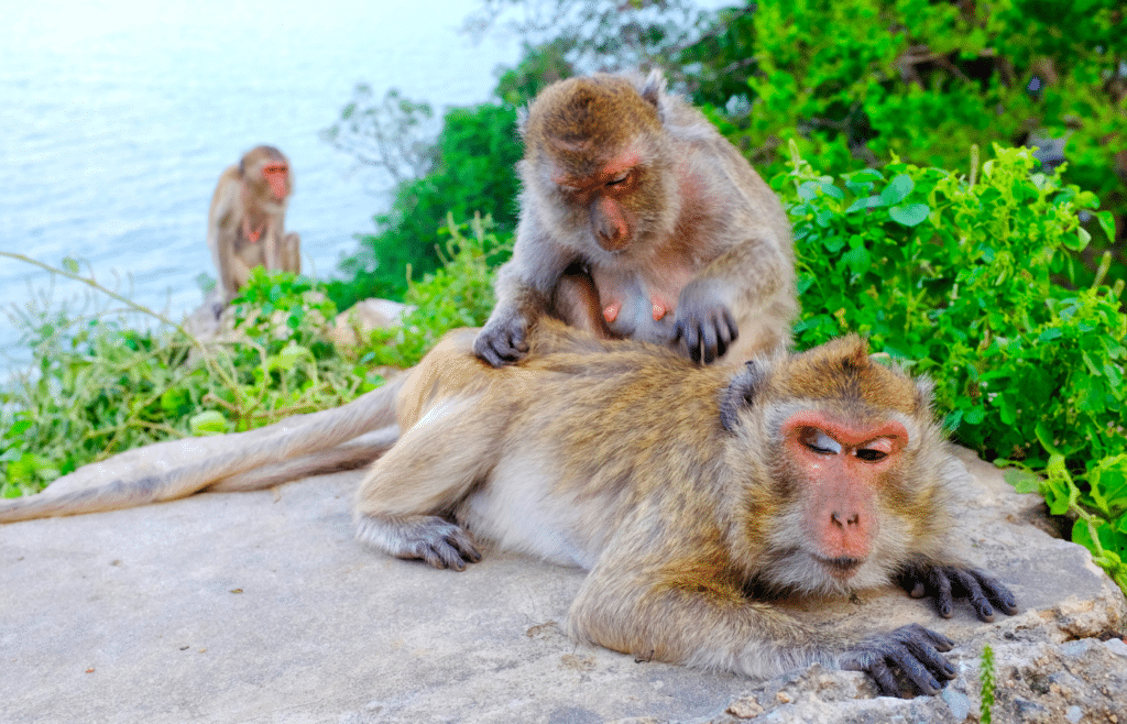 Monkeys grooming each other near a body of water.