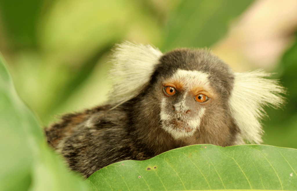 A tiny pygmy monkey sits on a leaf.