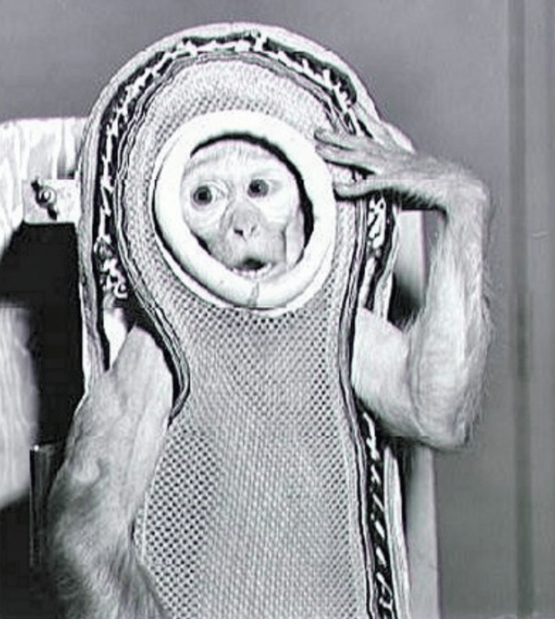 A monkey flying to space with NASA.