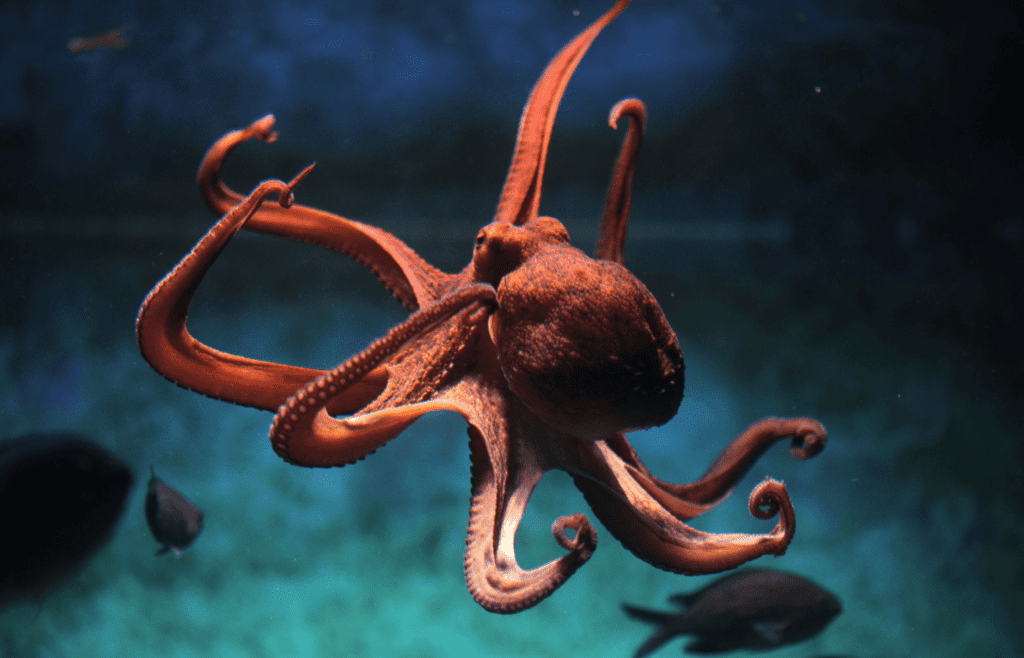 Octopus floating in the ocean.