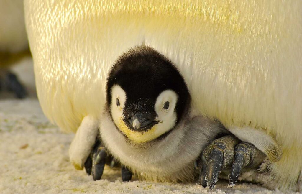 An Emperor Penguin chick is kept warm by its mother.