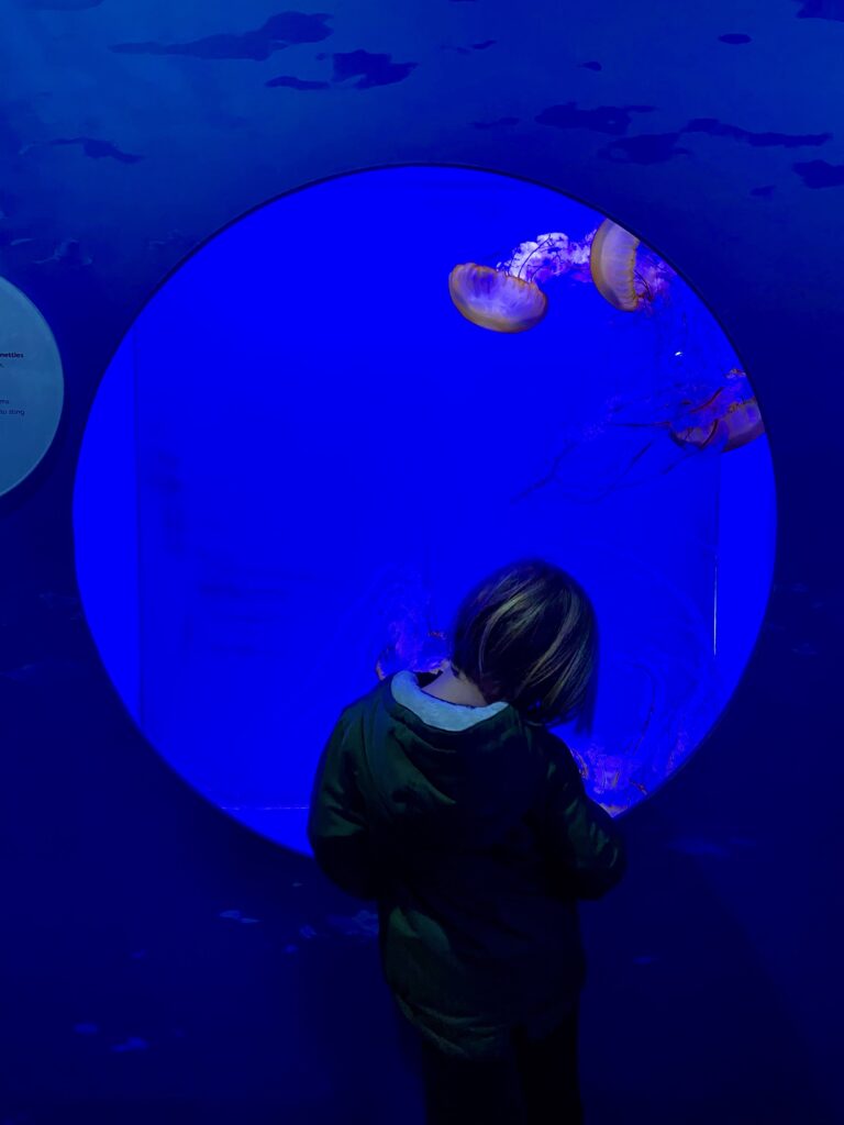 A child looks at jellyfish at the Shedd Aquarium in Chicago.
