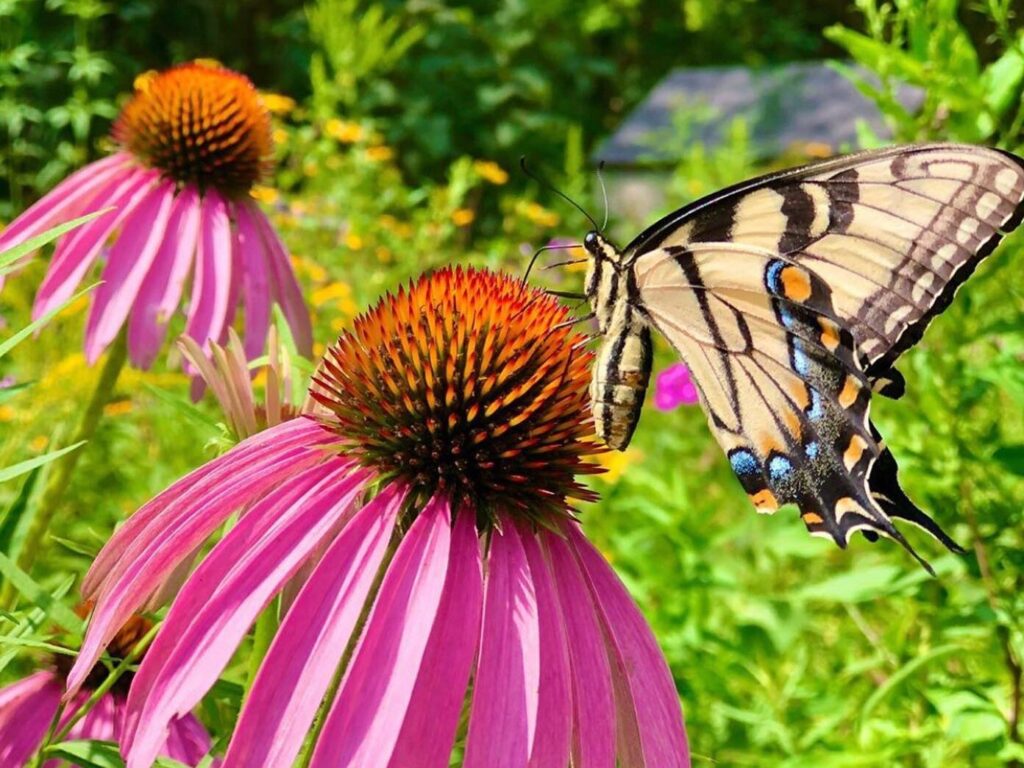 butterfly on coneflower in Lapham Peak Unit garden in Kettle Moraine State Park Wisconsin