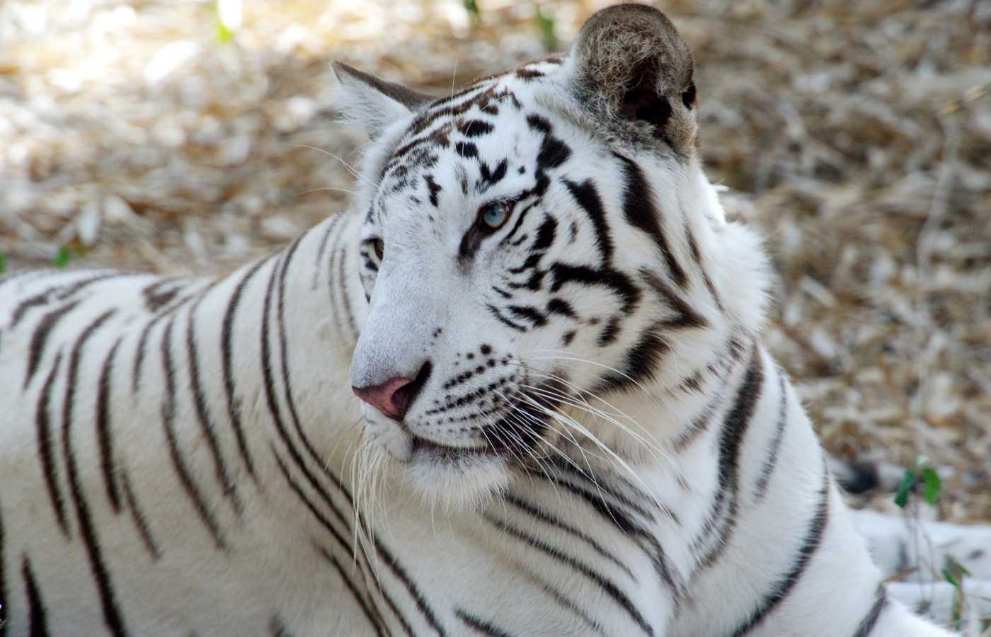 25 Surprising White Tiger Facts For Kids (2024) - Milwaukee With Kids