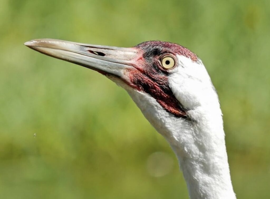 The endangered whooping crane at the International Crane Foundation