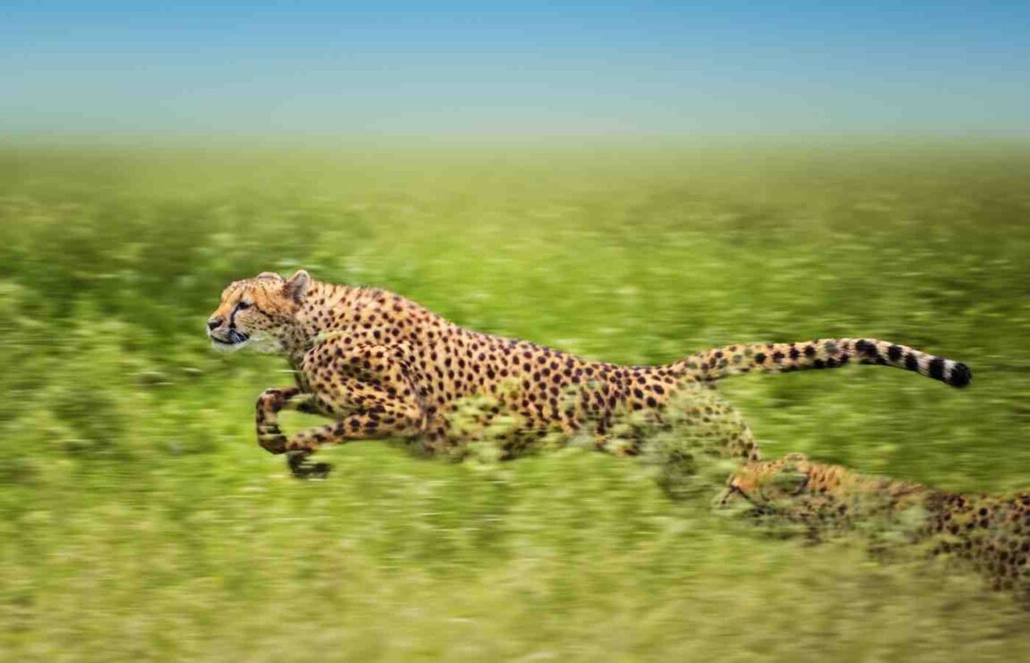 75 Amazing Cheetah Facts Your Kids Will Love (2024) - Milwaukee With Kids