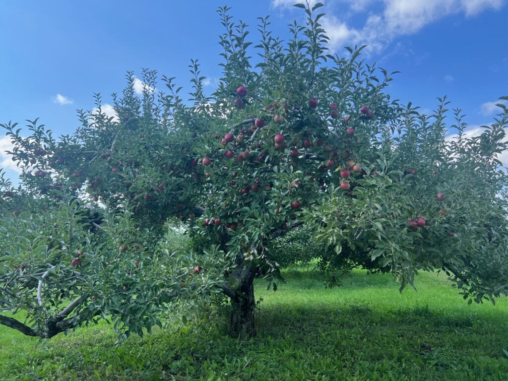 An apple tree with red apples ready to be picked at Gierach Orchards.