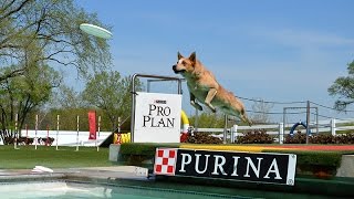 A dog jumps a the Purina Farms Visitor Center in St Louis Missouri