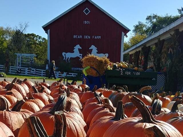 pumpkins at Bear Den Petting Zoo and Farm Waterford Wisconsin