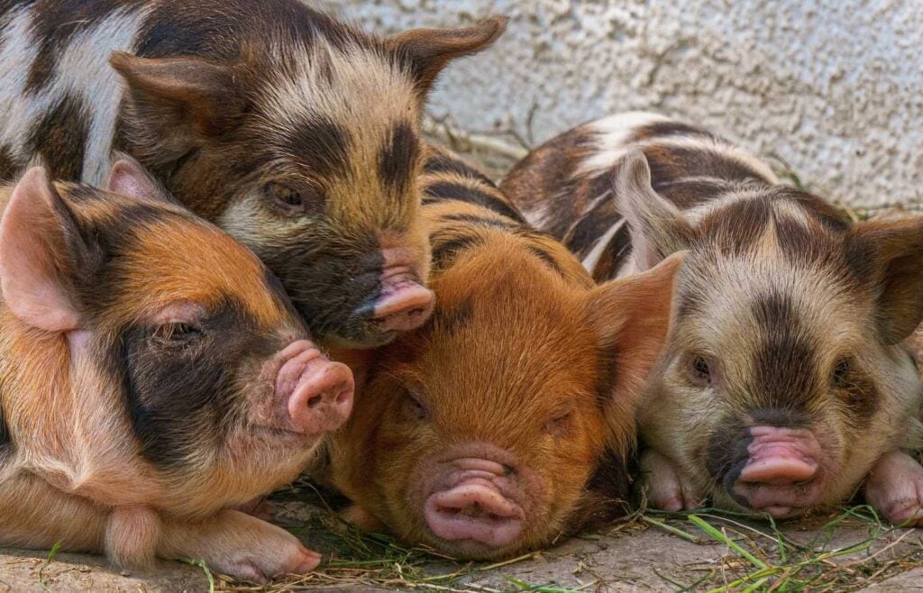 Black and brown pigs snuggling.