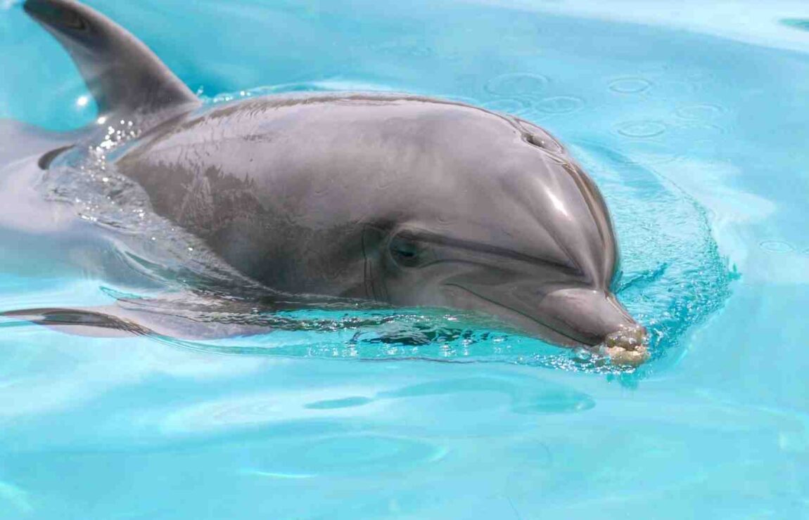 100 Mind-Blowing Facts About Bottlenose Dolphins (2024) - Milwaukee ...