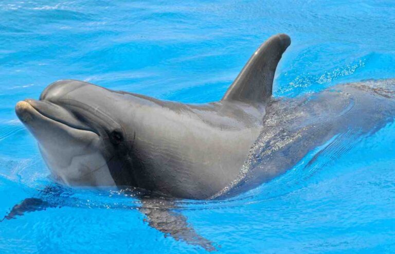 100 Mind-Blowing Facts About Bottlenose Dolphins (2024) - Milwaukee ...