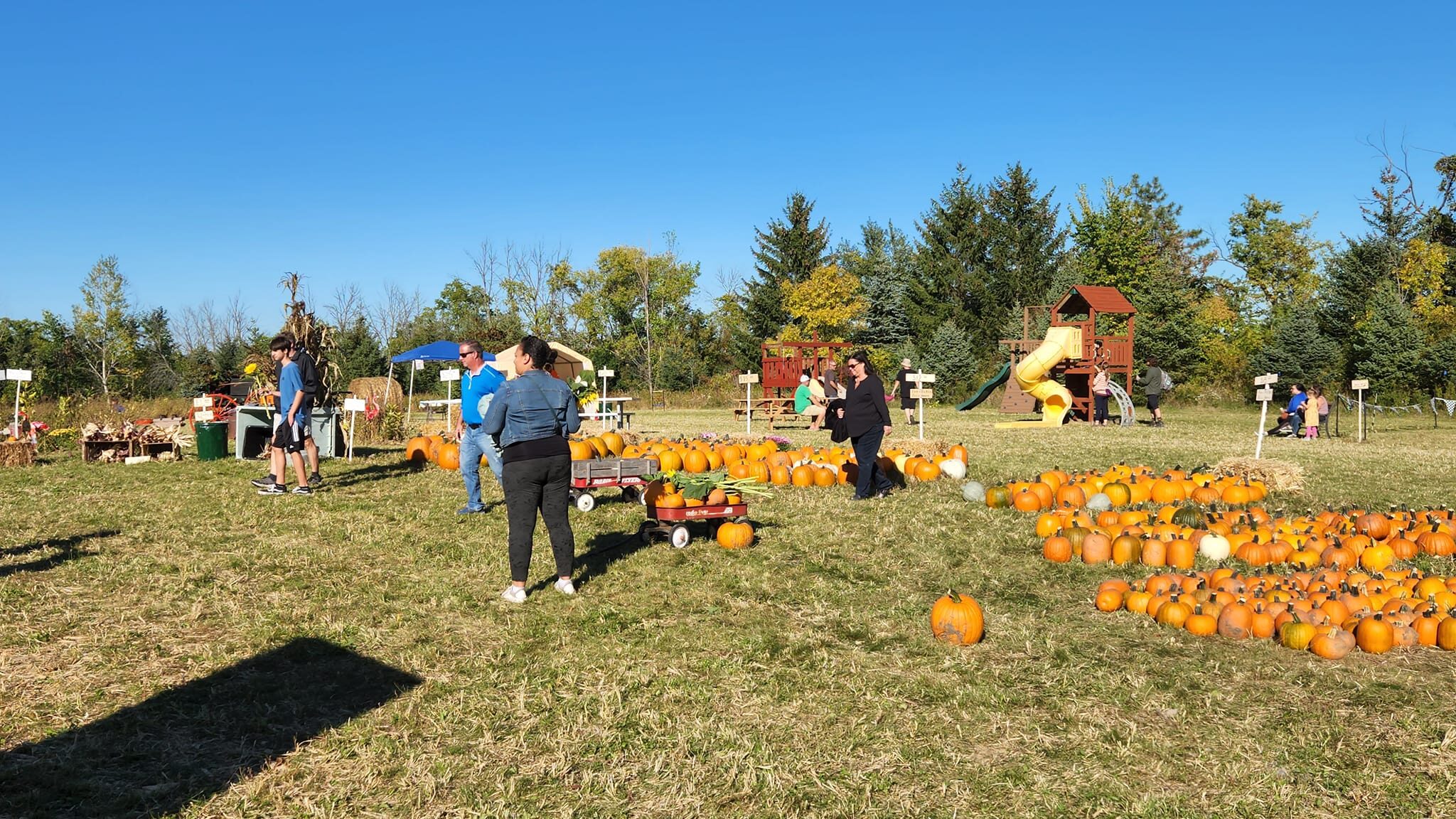 Buffalo Bill's Pumpkin Farm Franklin Wisconsin