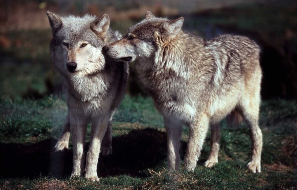 Two grey wolves standing together with one sniffing the other.