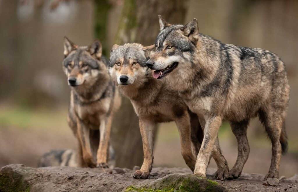 Three grey wolves standing together.