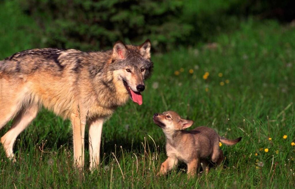 A grey wolf playing with its pup.