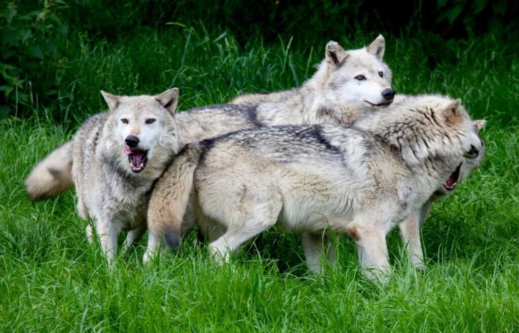 Grey wolves playing and wrestling.