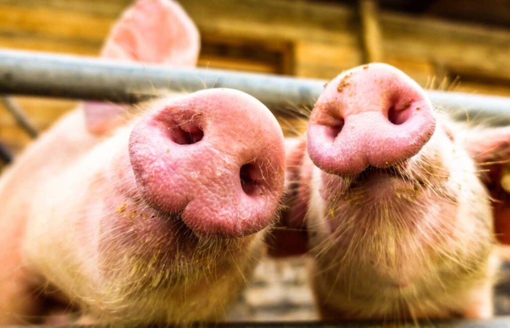 Two pig snouts poking through a metal cage.