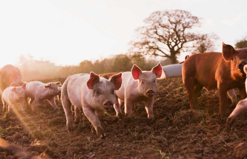 Pigs running through the dirt.