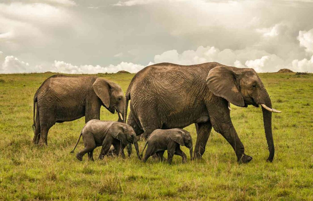 Four elephants walking through the grassland.