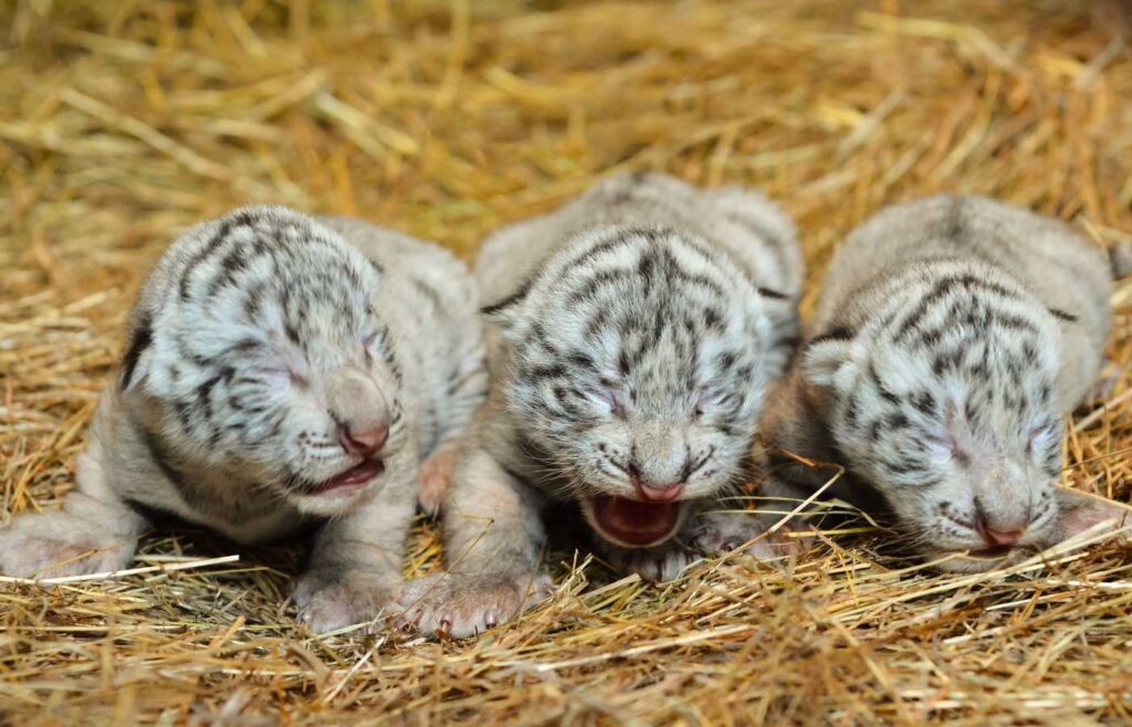 25 Surprising White Tiger Facts For Kids (2024) - Milwaukee with Kids