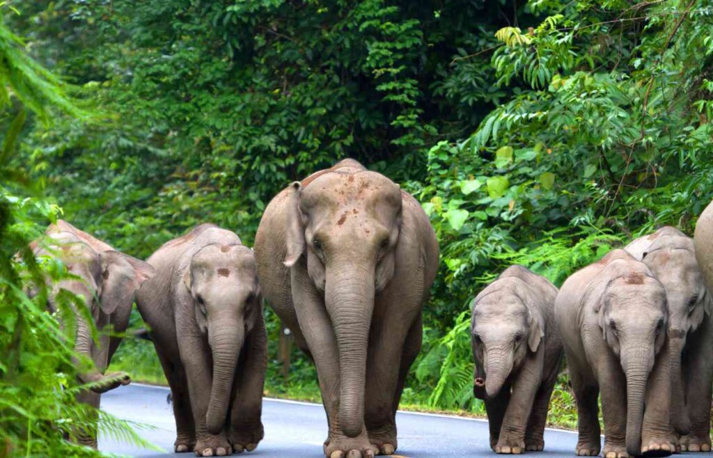 Elephant herd walking on paved path.