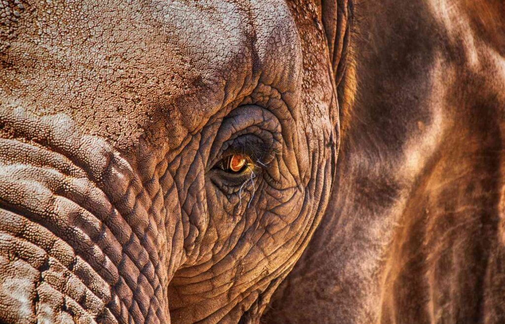 Close up of elephant's thick skin.