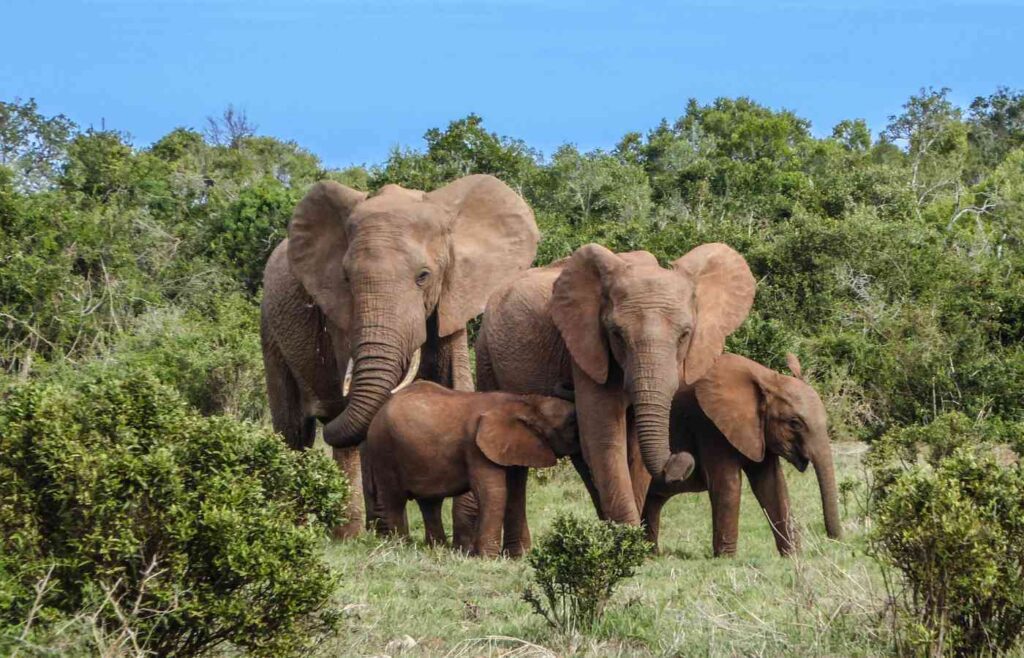 Elephant herd walking through the trees.