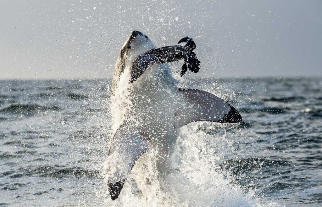 Shark breaching the water and killing prey.