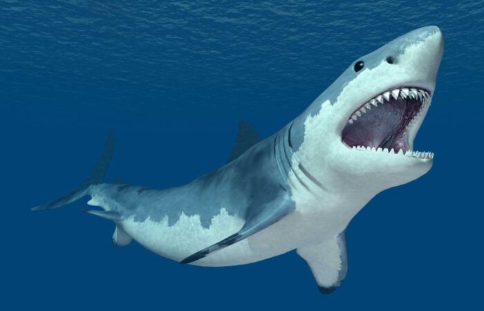 100 Amazing Shark Facts for Kids (2024) - Milwaukee With Kids