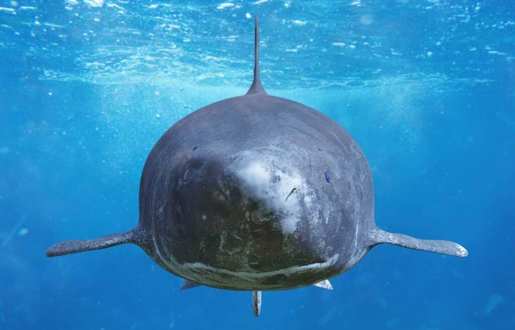 Greenland Shark swimming in the ocean.