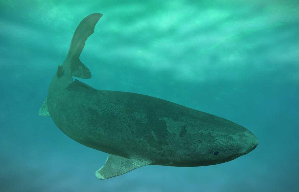 Greenland shark swimming in the ocean.