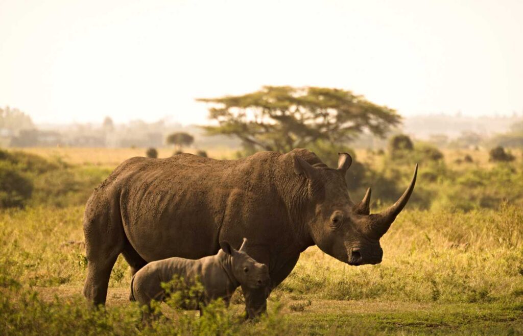 Mother rhinoceros walking with rhino calf.