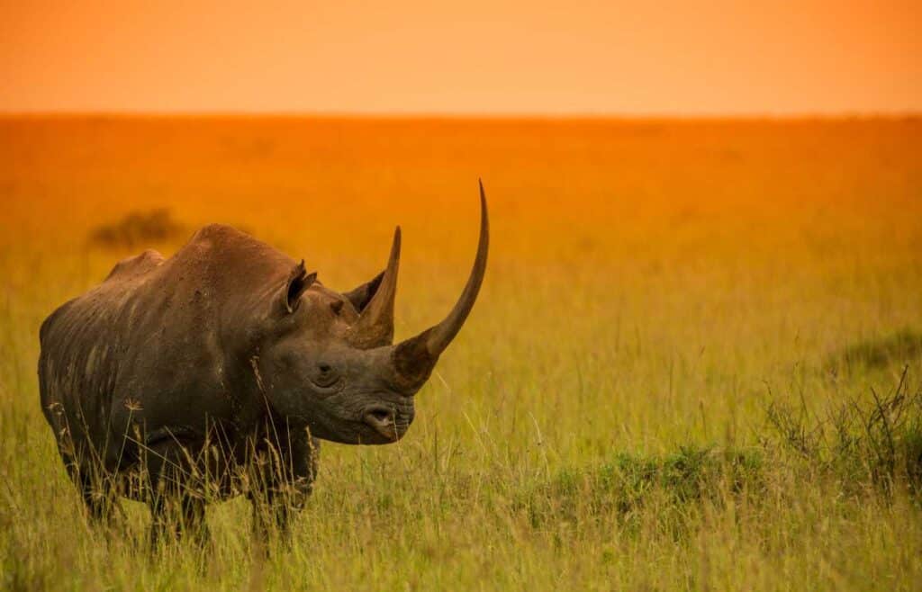 50 Amazing Rhino Facts Your Kids Will Love (2024) - Milwaukee With Kids