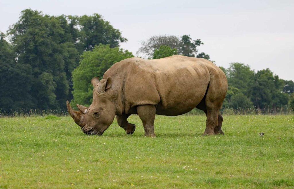 Rhino standing alone, eating grass.