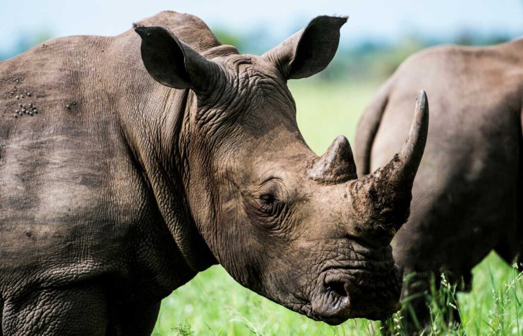 Rhino's face and horn up close.