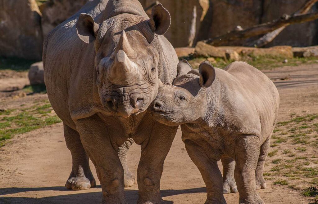 Mother rhino and baby rhino calf.