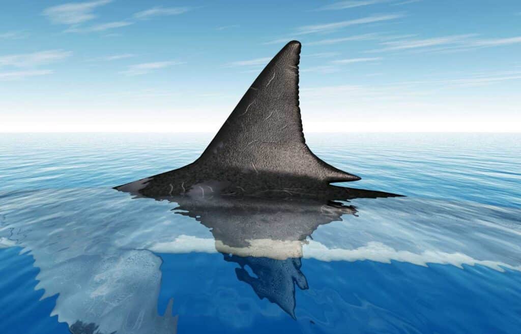 A shark's dorsal fin sticking out of the water.