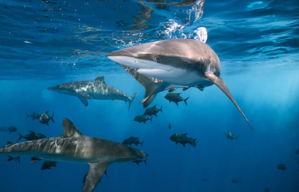 Group of sharks swimming through the ocean together.