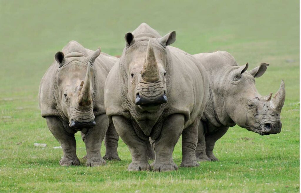 Three rhinos standing together in the grass.