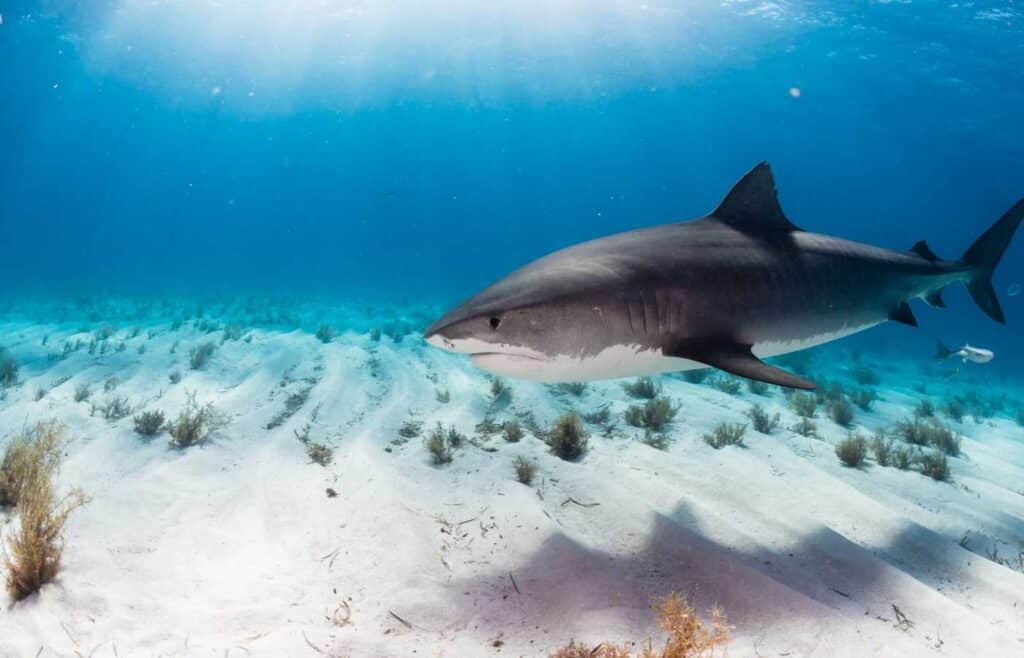 Tiger shark swimming in the ocean.