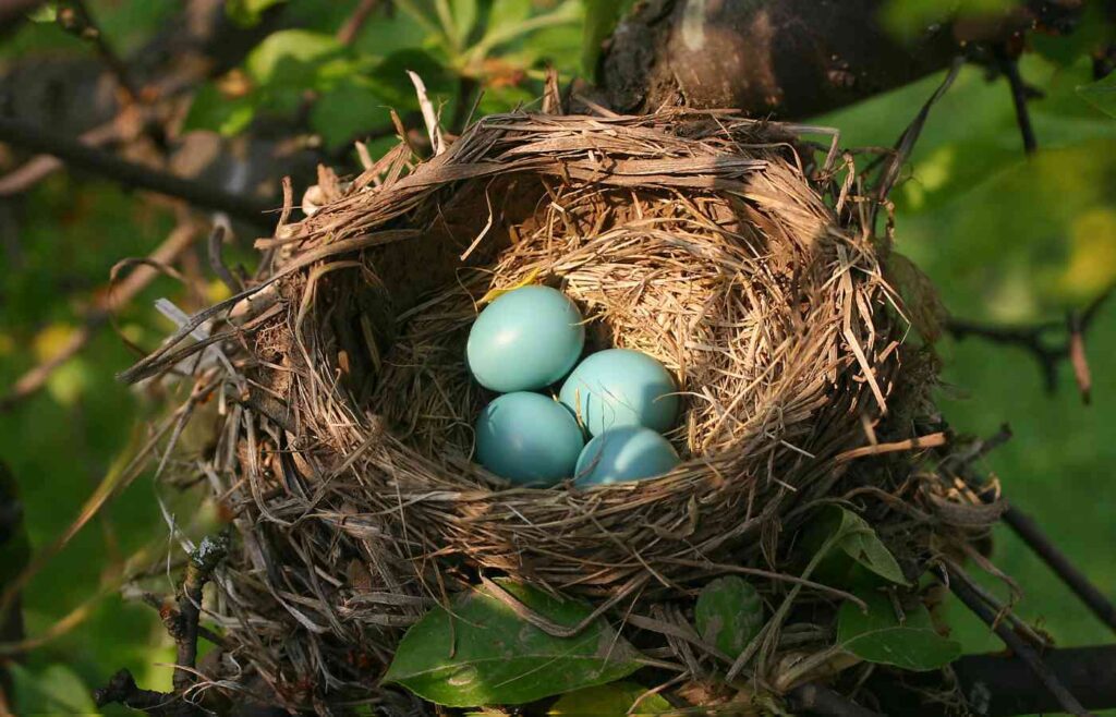 Birds nest with eggs