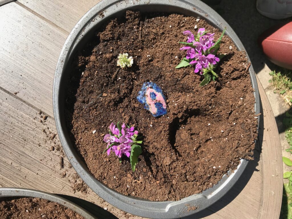 mud pie with mud and flower petals