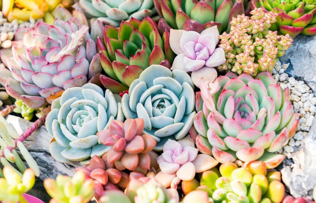 succulents