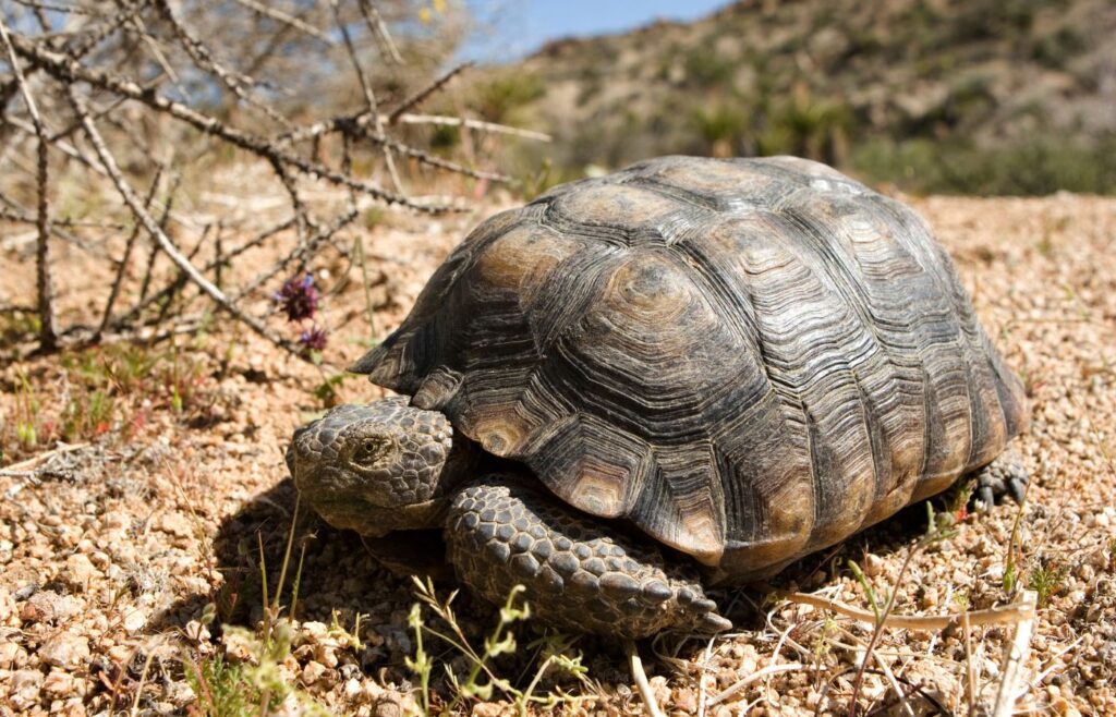 desert tortoise